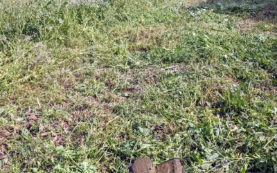 Chopping #covercrop around the workshop