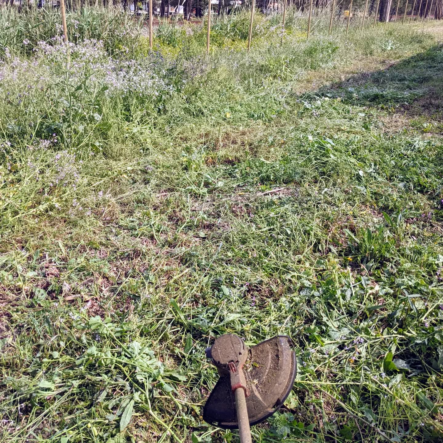 Chopping #covercrop around the workshop