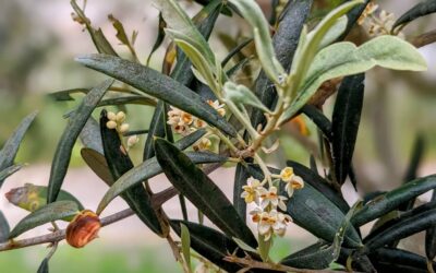 #floweringtree #olivetree