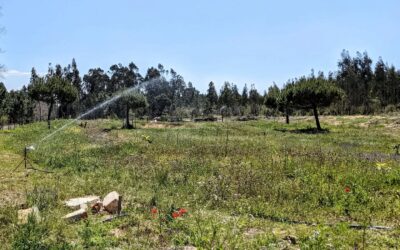 The weather is warm and windy so it’s time to drag hoses around and turn on the sprinklers.