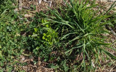 Cleaning up around young trees and shrubs. The mulch helps but stuff keeps growing anyway. We pull them out whenever possible to avoid smothering and to reduce root competition until they’re more established.