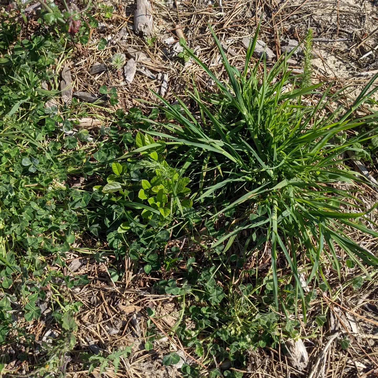 Cleaning up around young trees and shrubs. The mulch helps but stuff keeps growing anyway. We pull them out whenever possible to avoid smothering and to reduce root competition until they’re more established.