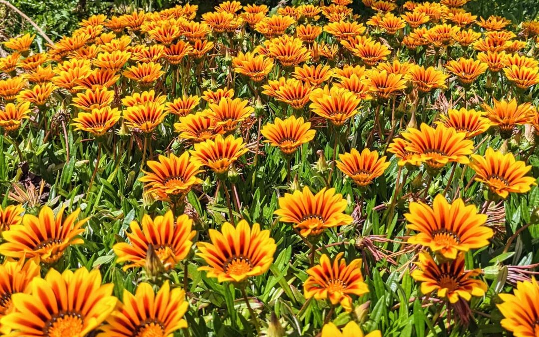 #treasureflower