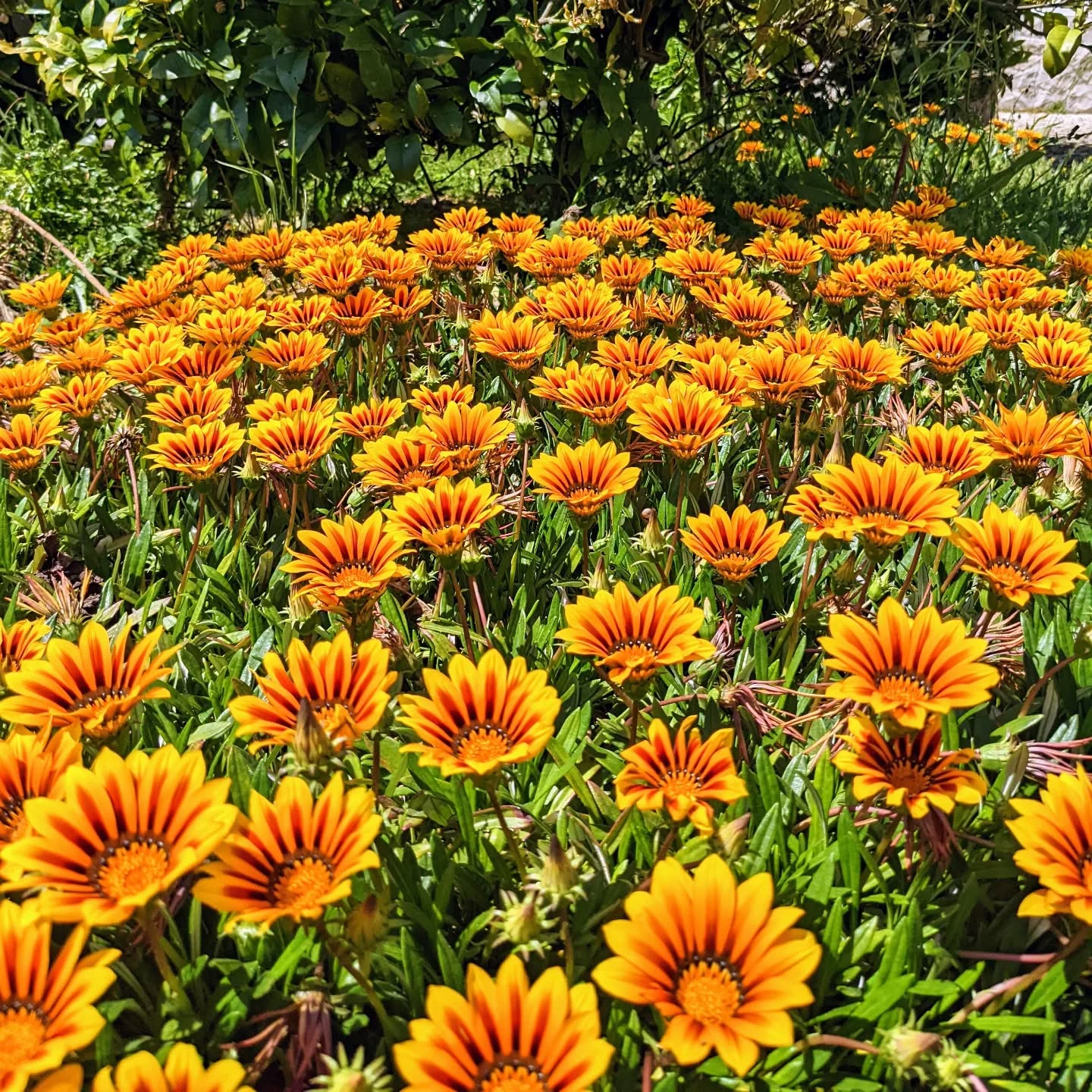 #treasureflower