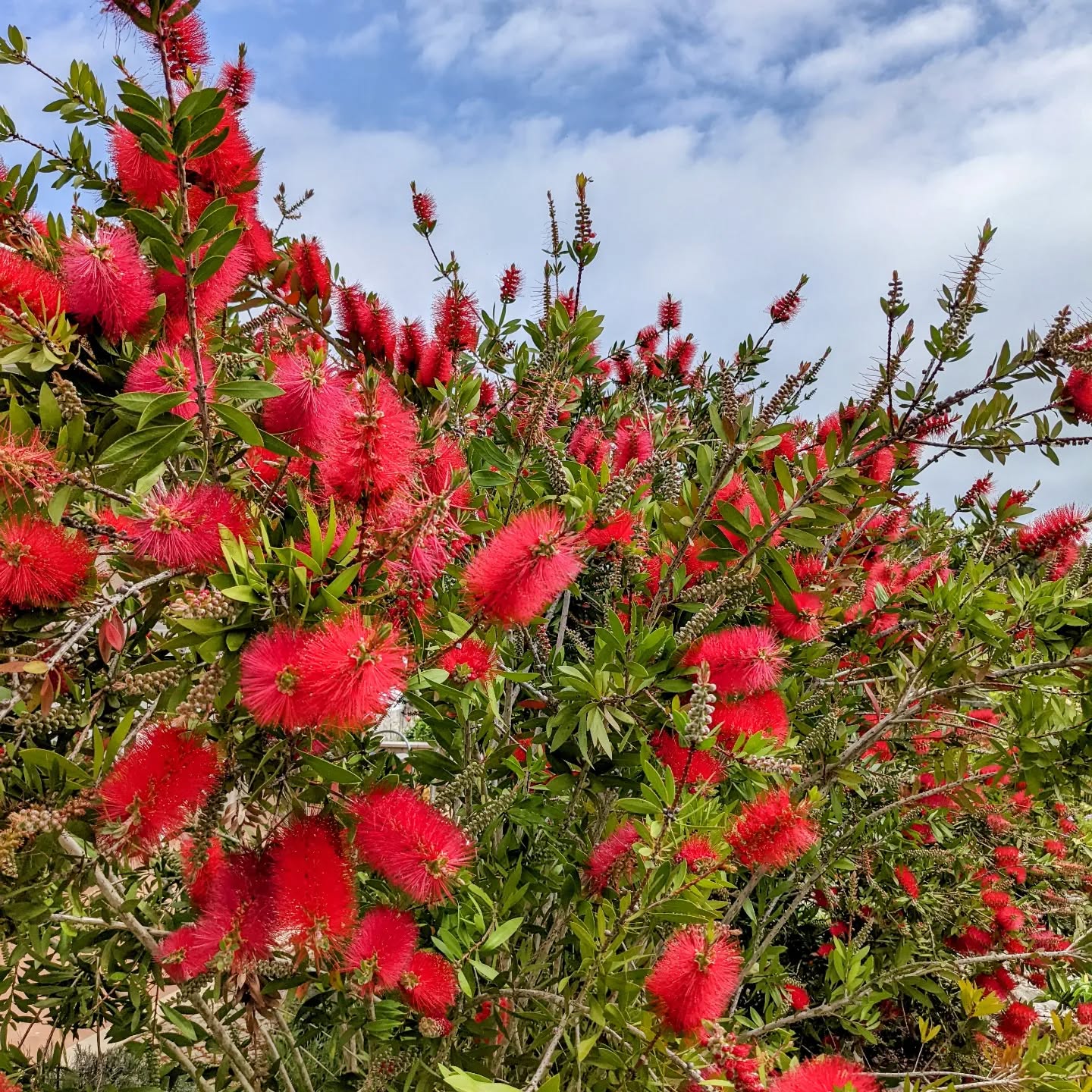 #bottlebrushflower
