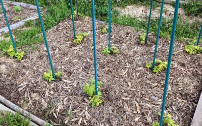 #climbingbeans coming back after freezing a couple weeks ago