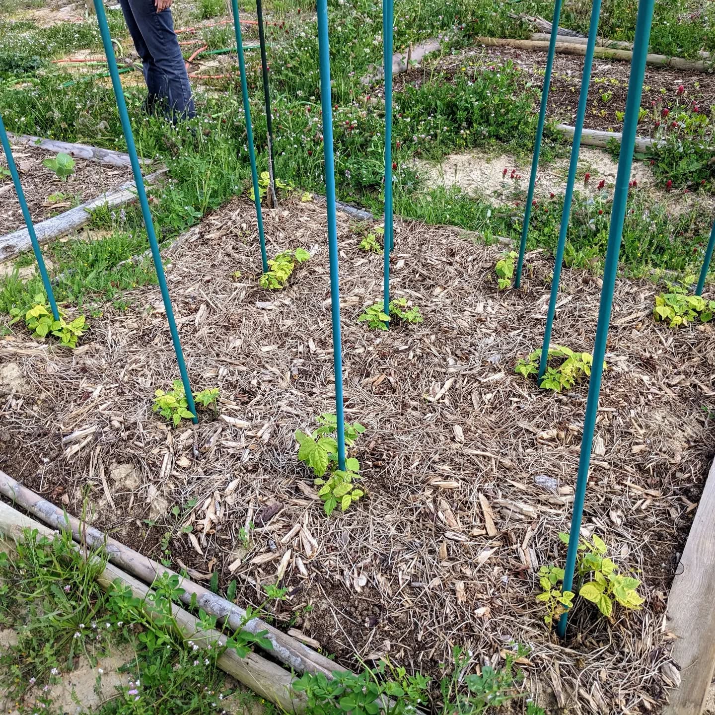 #climbingbeans coming back after freezing a couple weeks ago