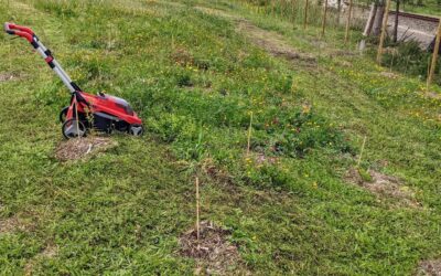 Mowing the #berry patch. #chopanddrop #mowandblow
