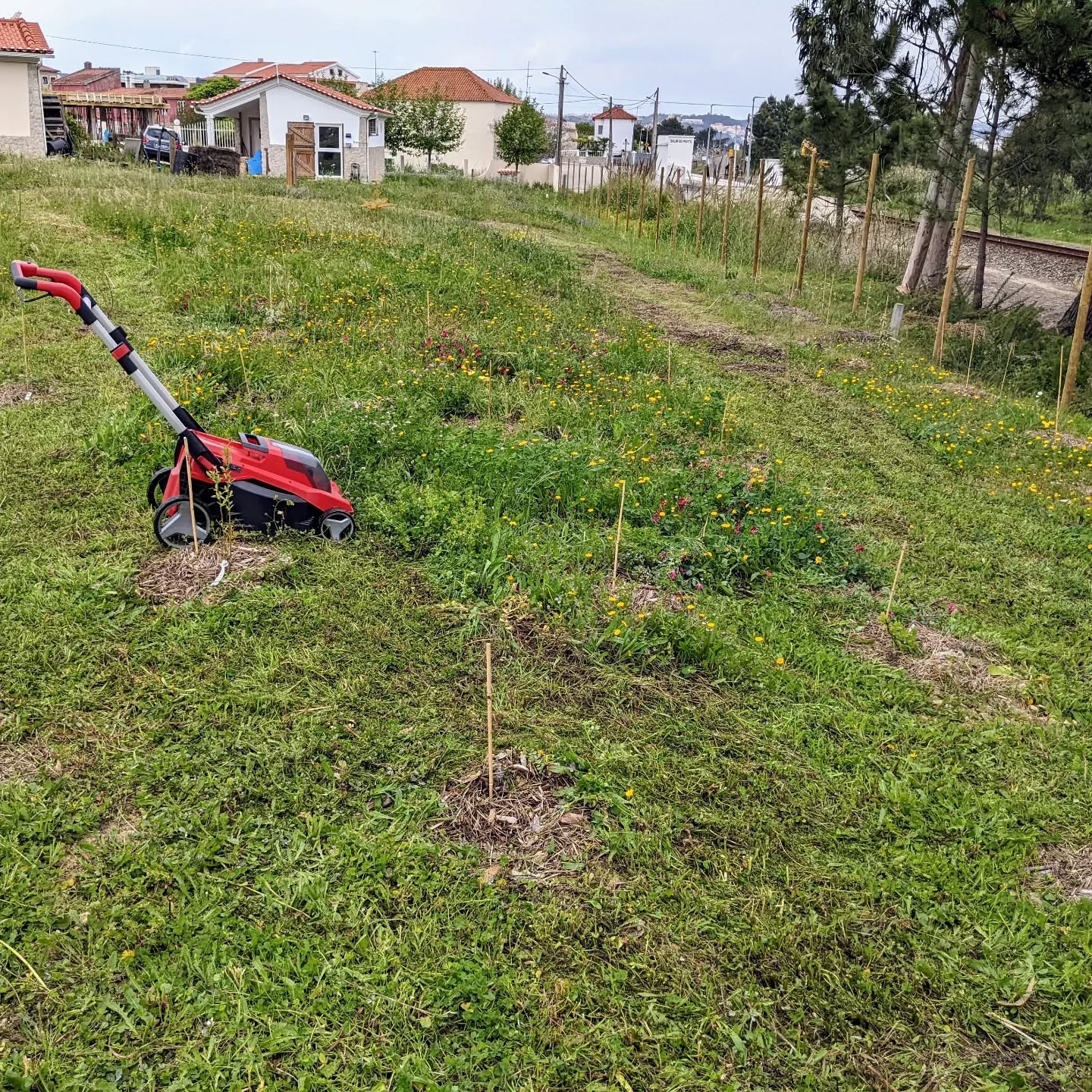 Mowing the #berry patch. #chopanddrop #mowandblow
