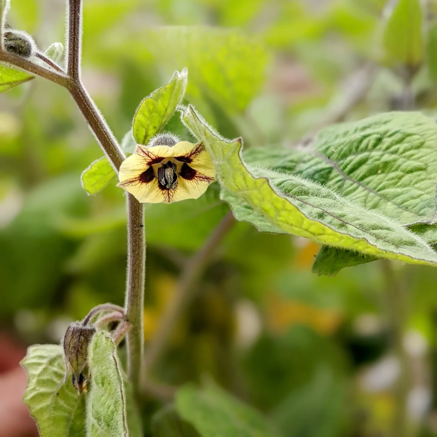 #floweringplant #physalis