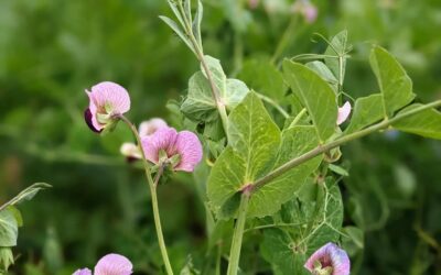 #flowering #covercrop