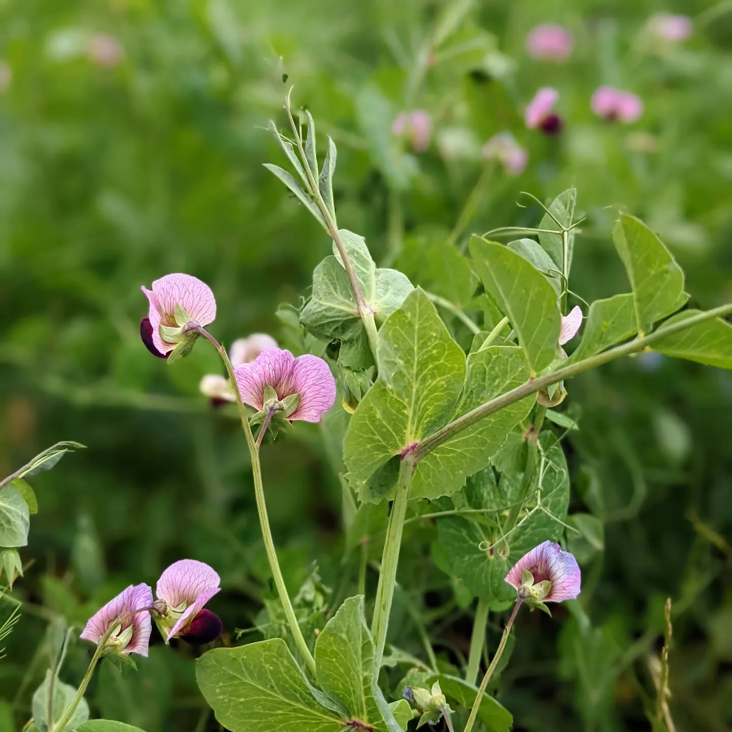 #flowering #covercrop
