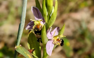 Flowering #wildorchid