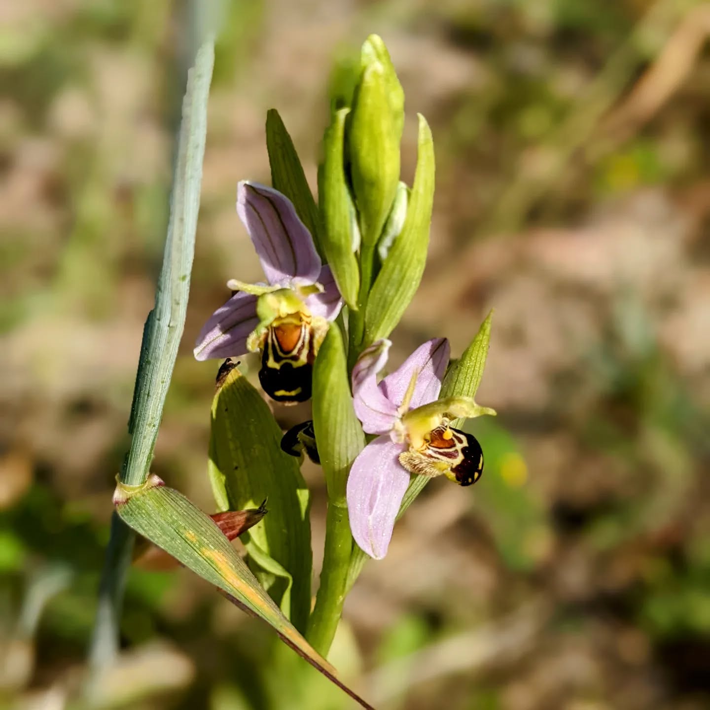 Flowering #wildorchid