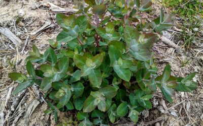#eucalyptus shoots popping up everywhere