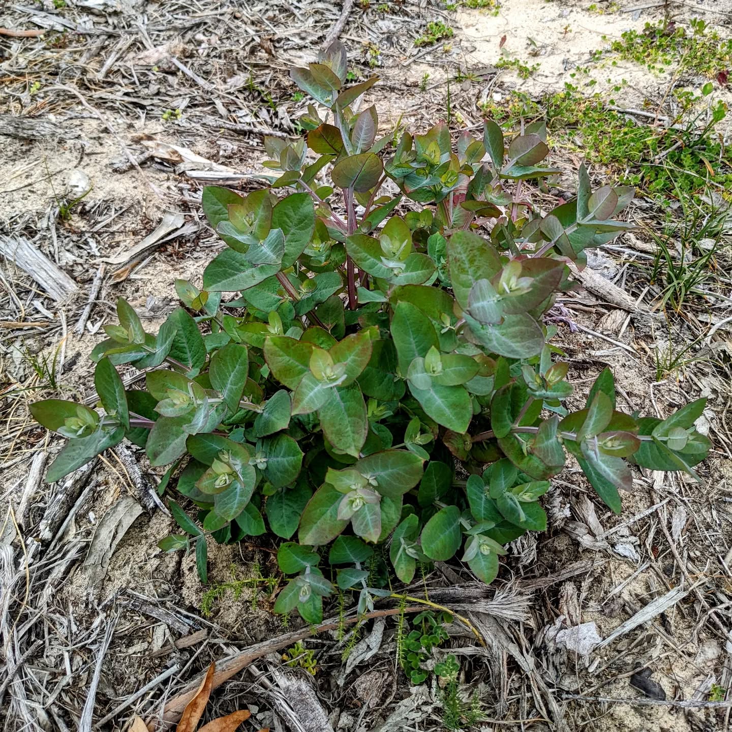 #eucalyptus shoots popping up everywhere