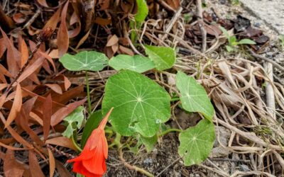 Flowering nasturtium