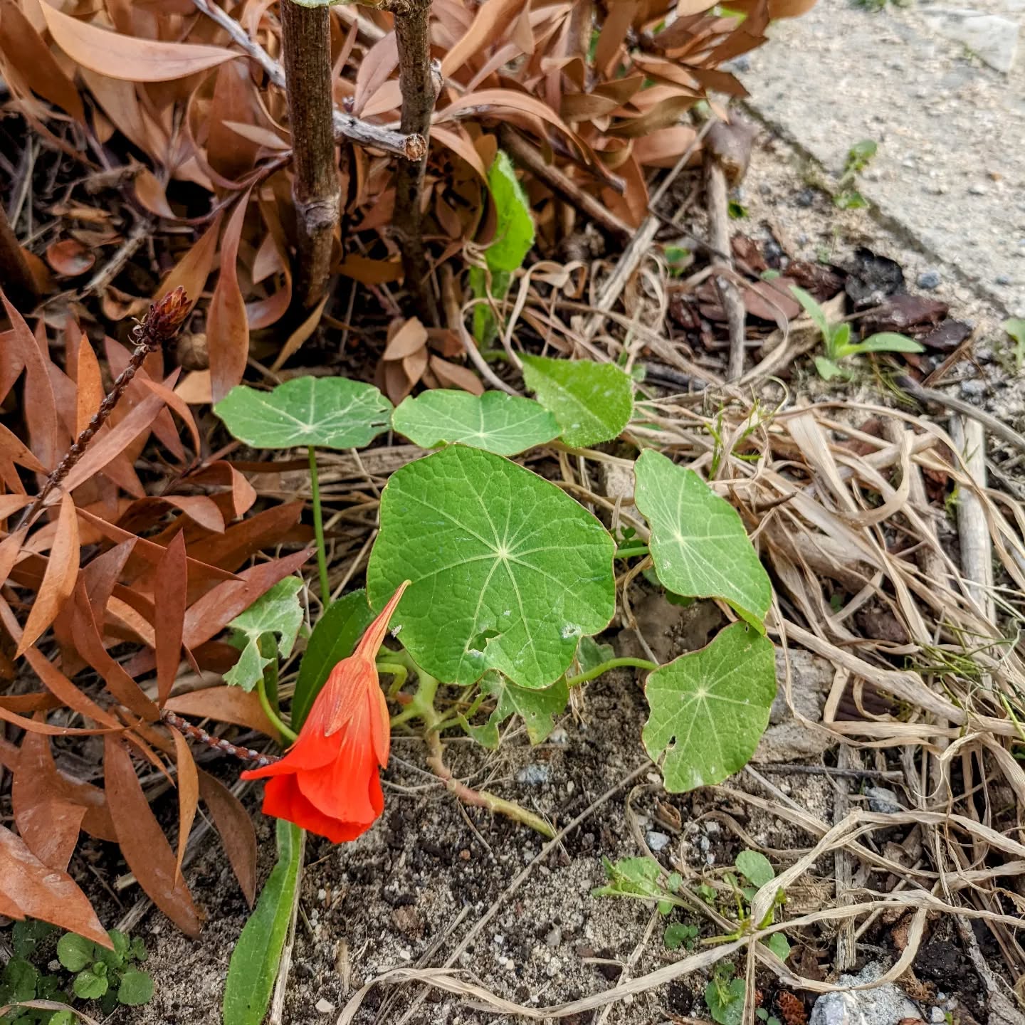 Flowering nasturtium