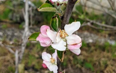Flowering apple tree