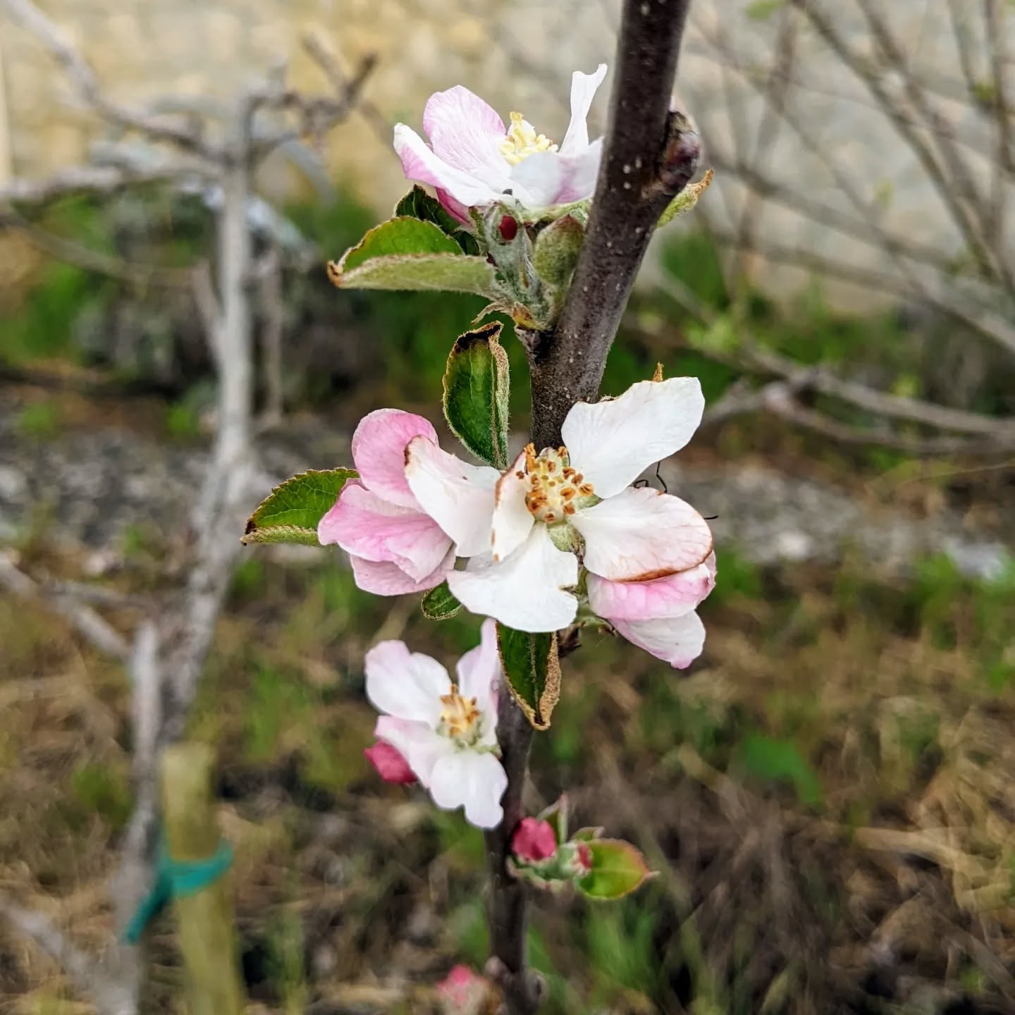 Flowering apple tree