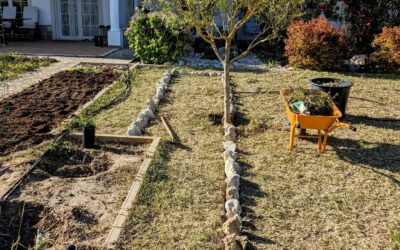 Medicinal herb beds continuing to take shape