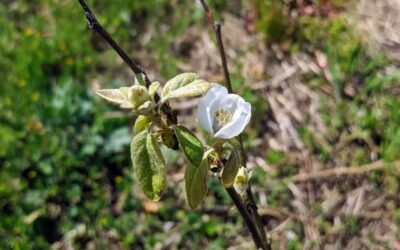 Flowering quince