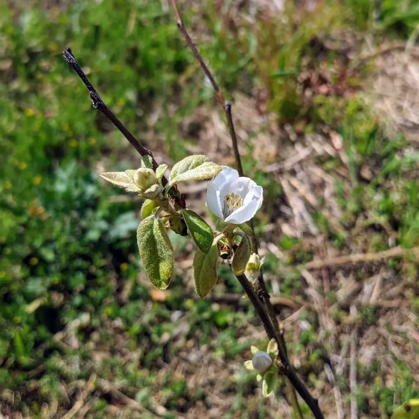 Flowering quince