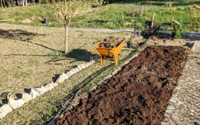 Second medicinal herb bed prep in progress. Two echinacea planted in the first one.
