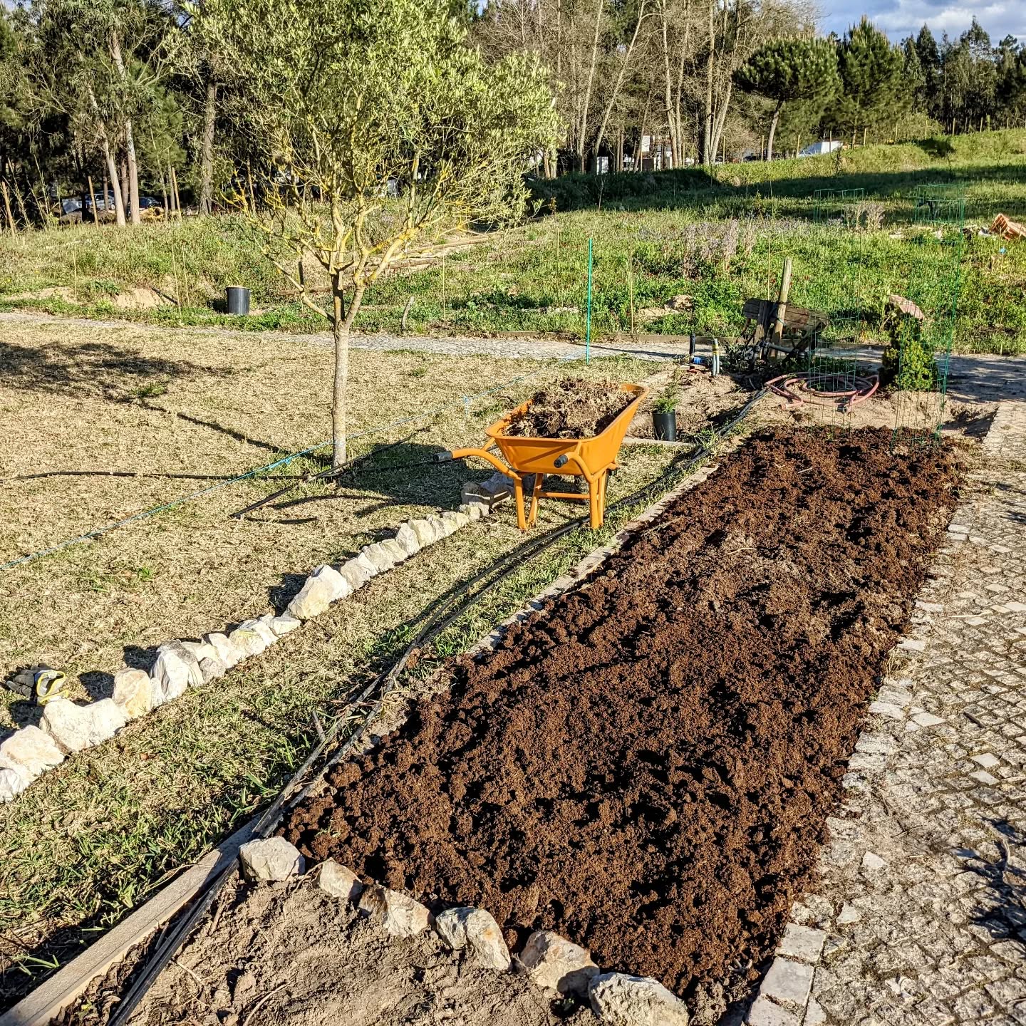 Second medicinal herb bed prep in progress. Two echinacea planted in the first one.