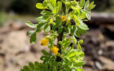Siberian pea shrub starting to flower