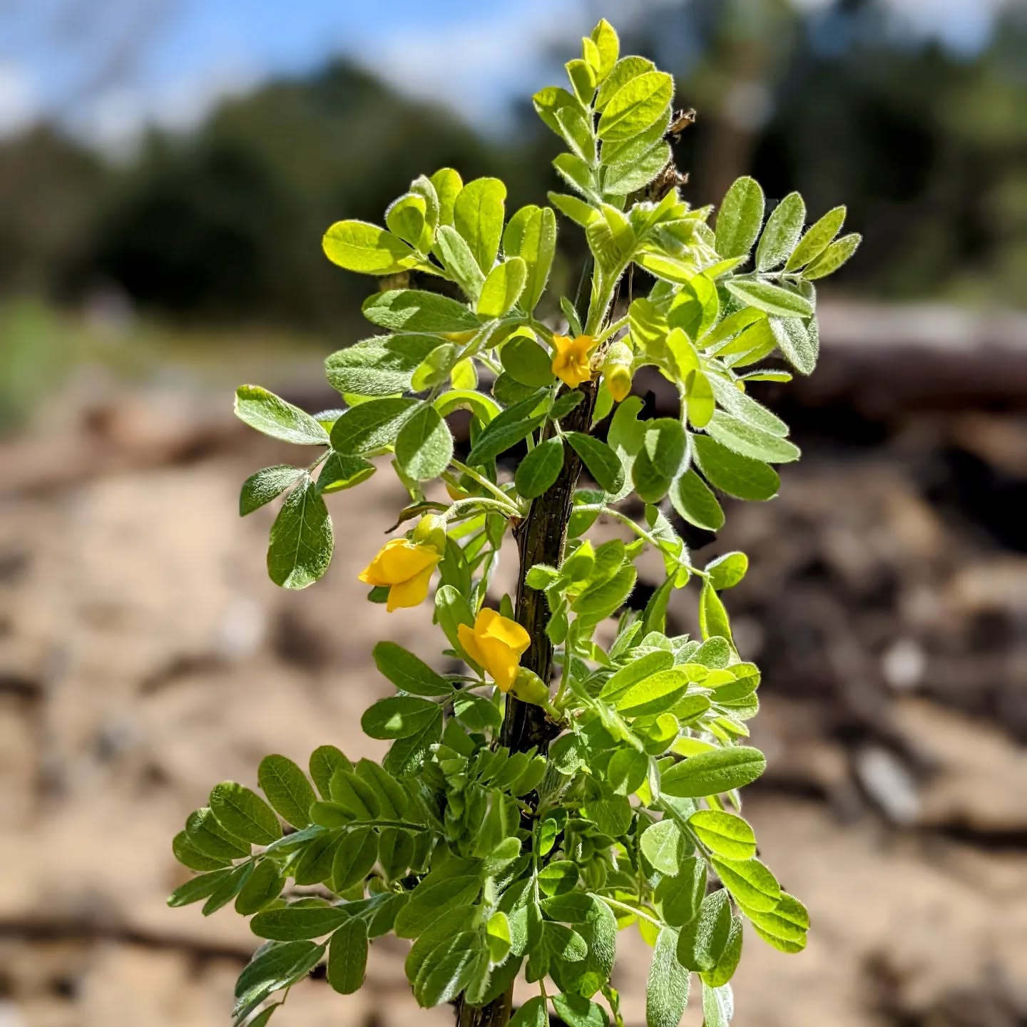 Siberian pea shrub starting to flower