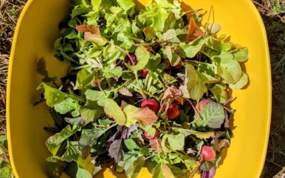 Thinned greens and radishes turned into yummy salad