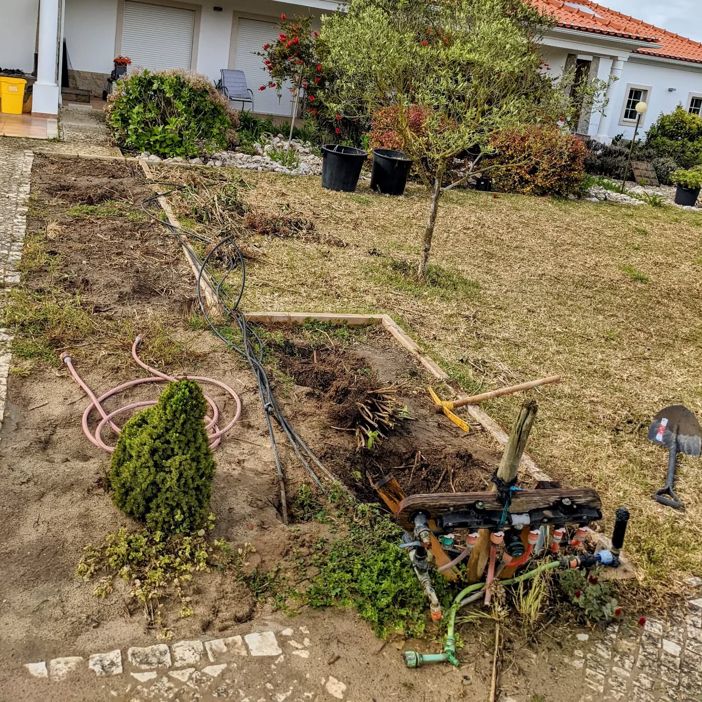 Removing hortensias in zone 1 to make new garden beds