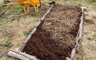 New lasagna bed: reclaimed packing paper on top of the grass and weeds, topped with composted cow manure and mulched with shredded pine branches.