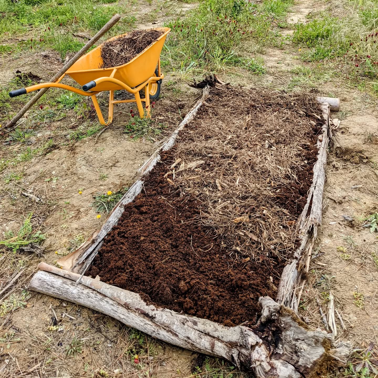 New lasagna bed: reclaimed packing paper on top of the grass and weeds, topped with composted cow manure and mulched with shredded pine branches.