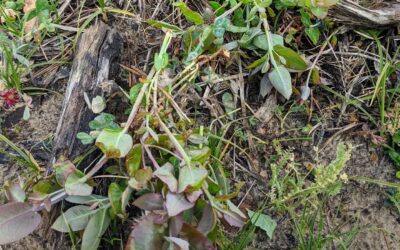 Pulling sprouts from still alive eucalyptus root. We don’t want the few remaining ones to grow again.