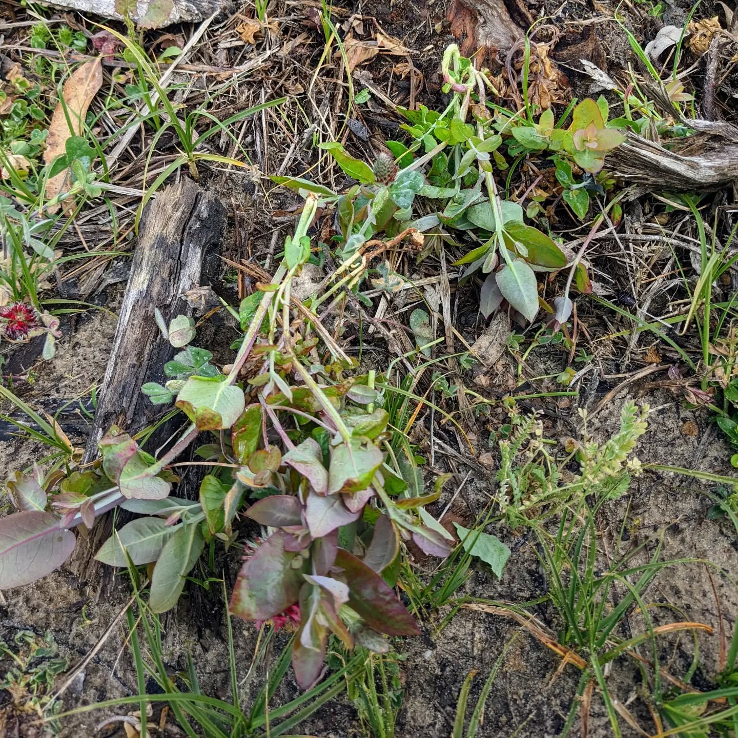 Pulling sprouts from still alive eucalyptus root. We don’t want the few remaining ones to grow again.