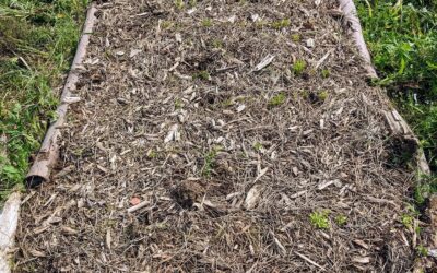 Weeding a bed of carrots