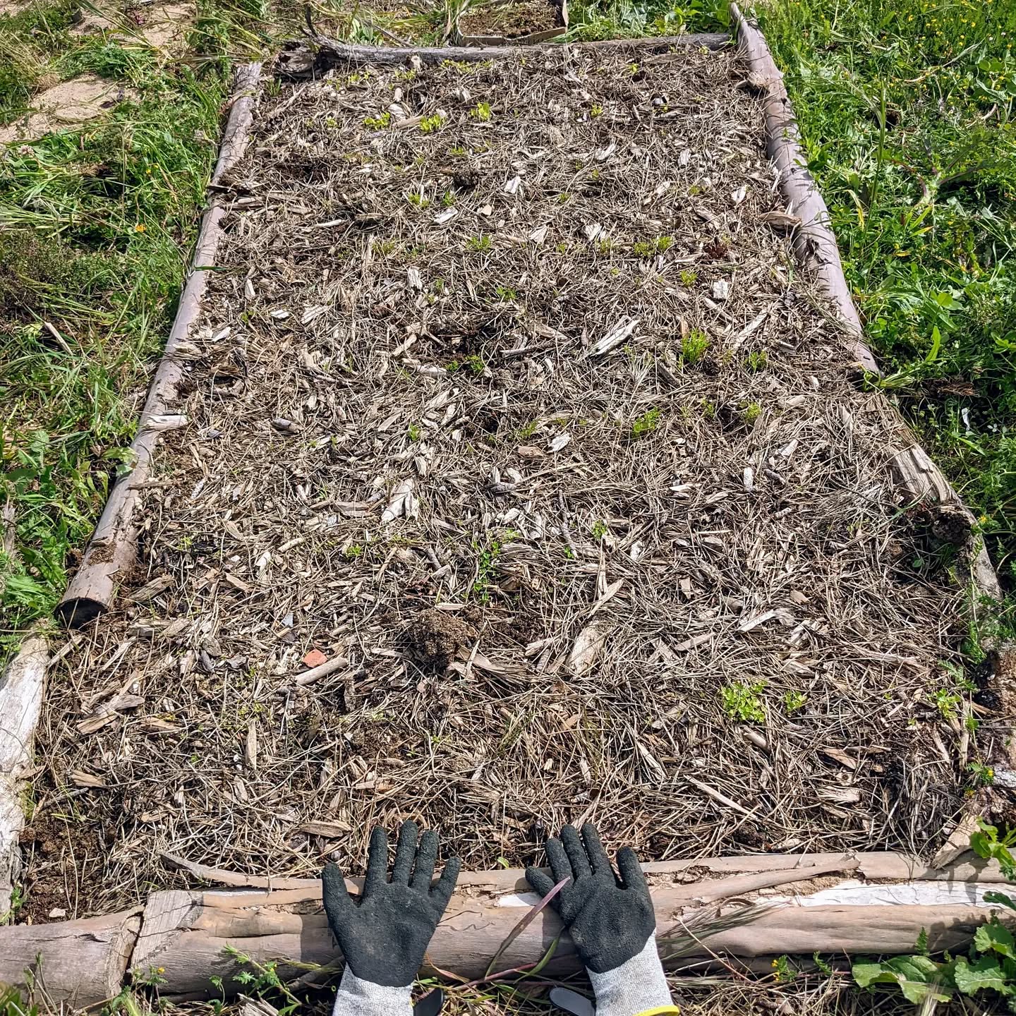 Weeding a bed of carrots
