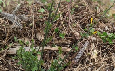 Perpétua das areias starting to flower