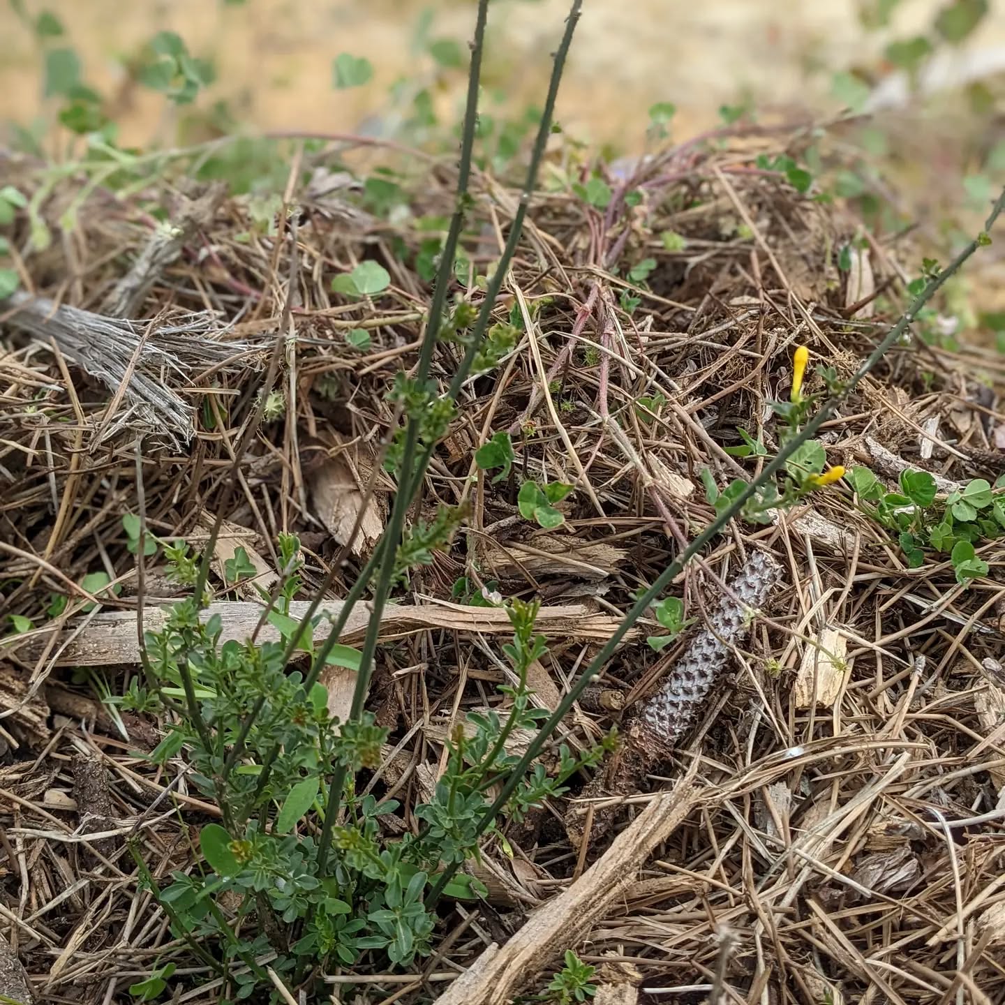 Perpétua das areias starting to flower