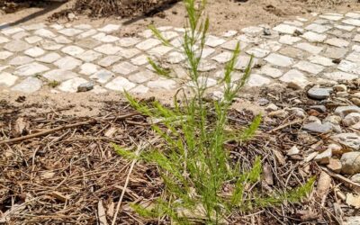 Asparagus growing from a planted root.