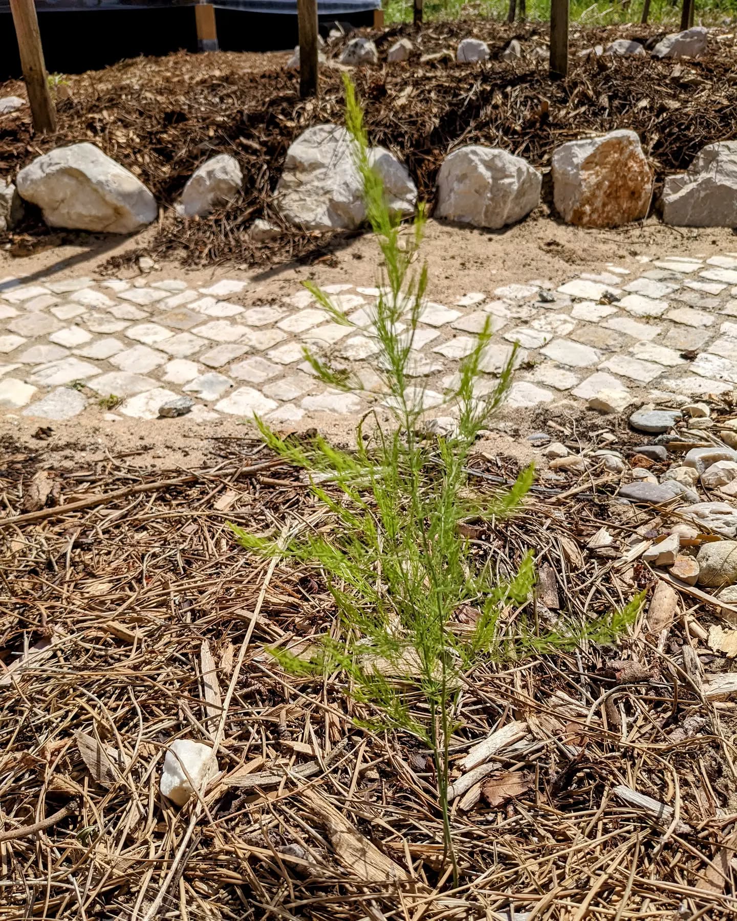 Asparagus growing from a planted root.