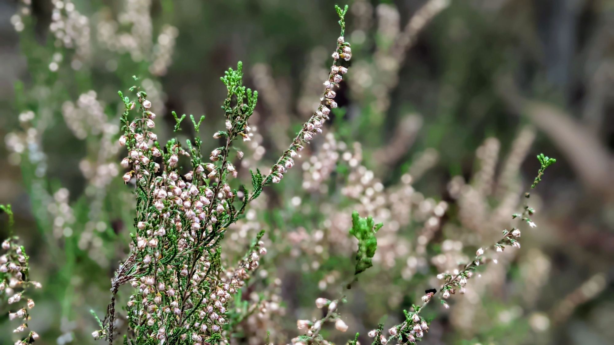 Heather (Calluna, Erica species), with light pink flowers.