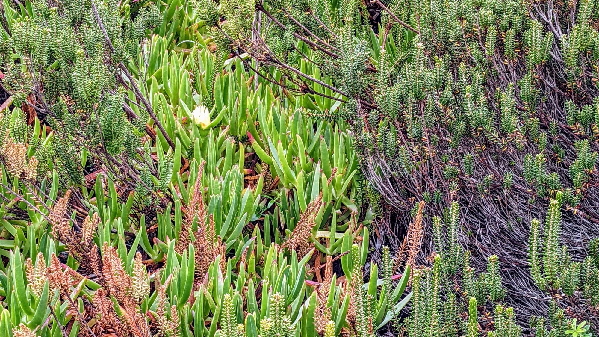 Hottentot Fig, growing amongst Heather and with a pale yellow flower.