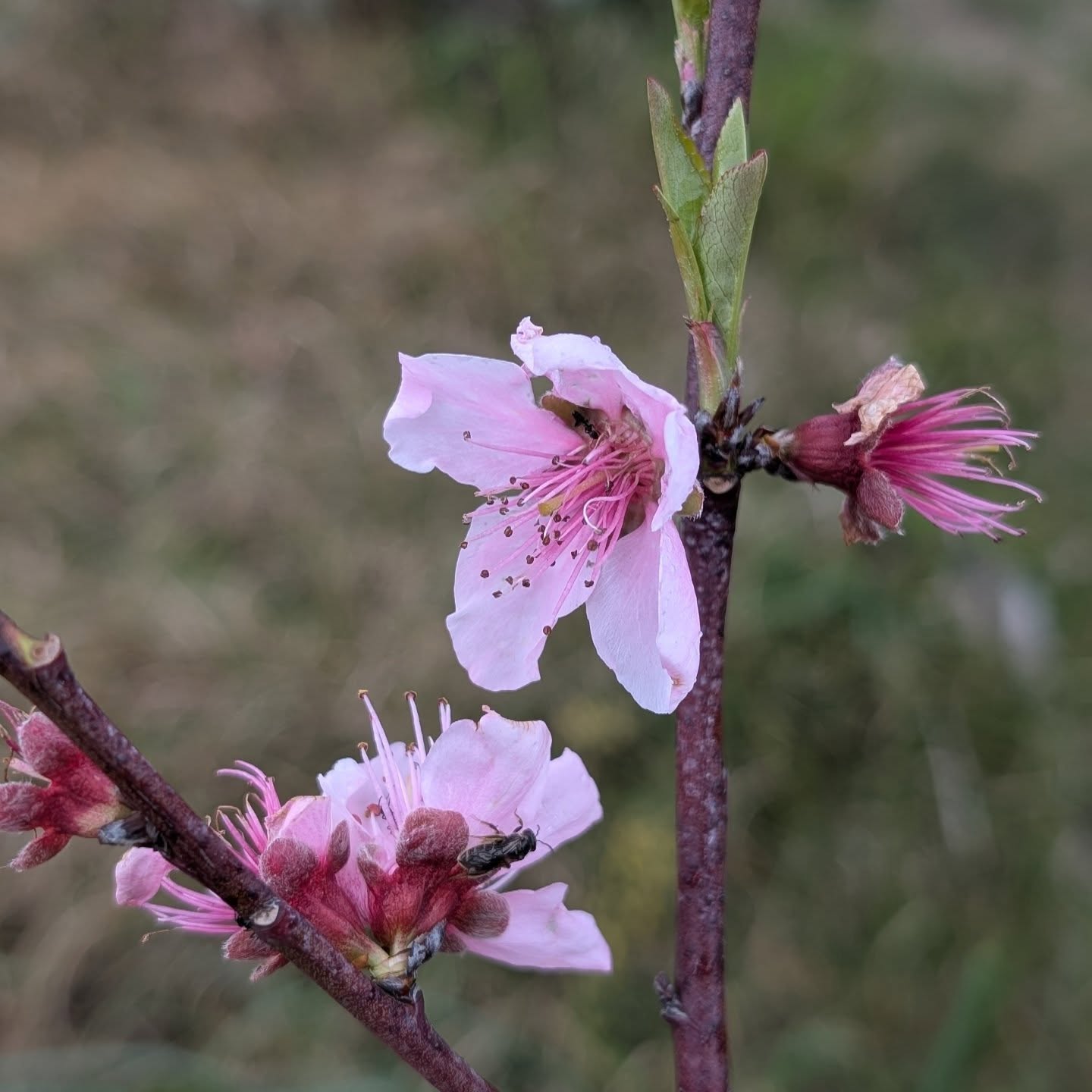 Flowering peach tree.