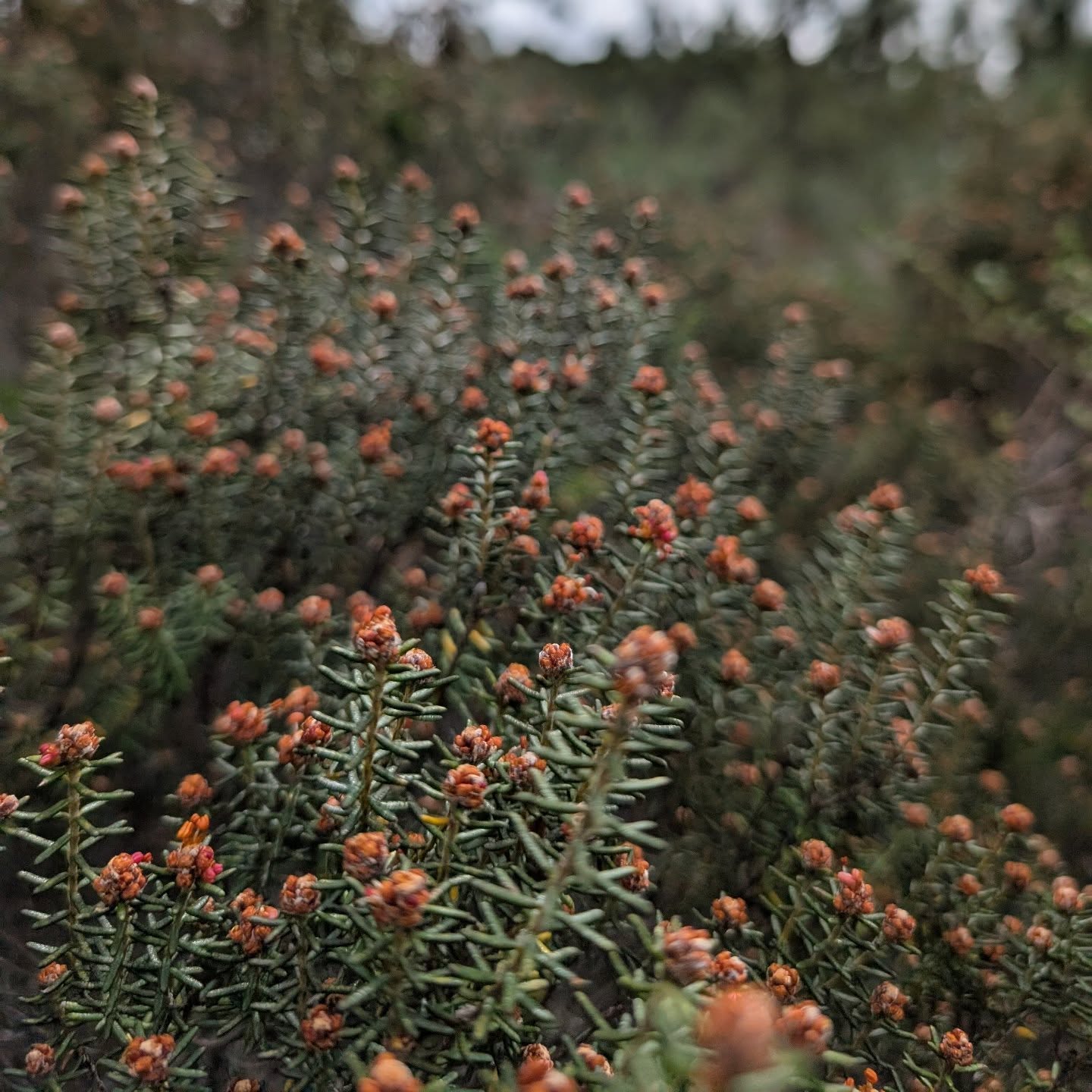 We love the Portuguese seaberry (camarinha) and are so grateful to have them around. They are now getting ready to fruit 😋