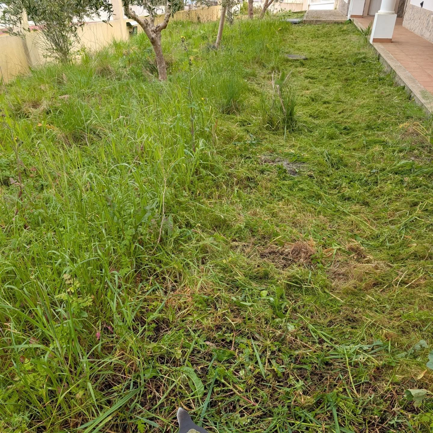 Mowing the north and west. Things are quite lush with all the recent rain.