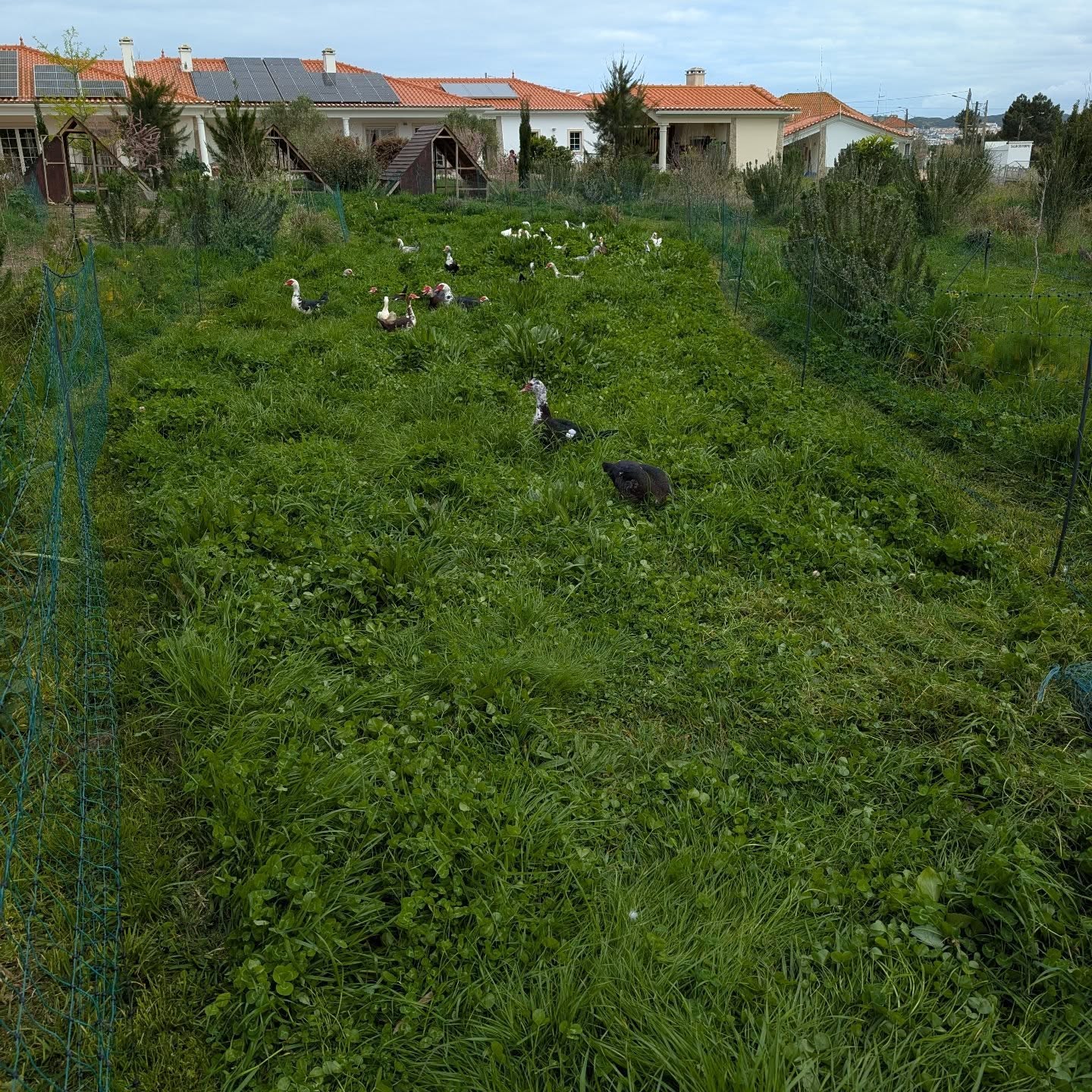 Fresh grass for the ducks.
