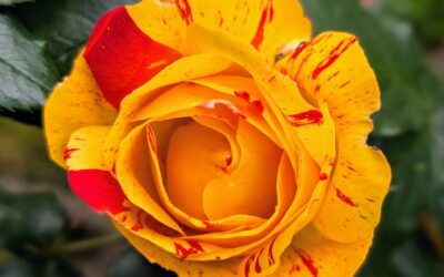 #rose